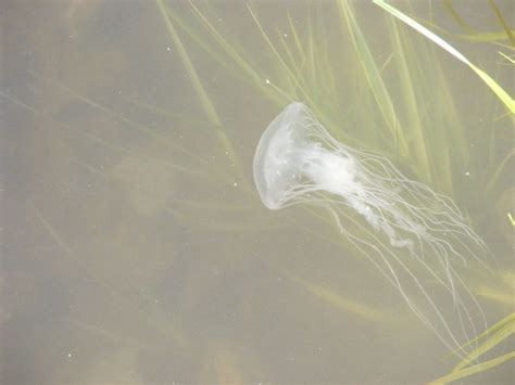 Jellyfish In The Miles River Near St Micheals Maryland Chesapeake Bay