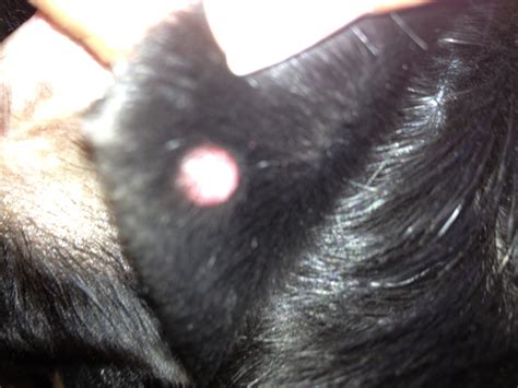 My 2 Yr Old Male Lab Mix Has A Bump On Exterior Of Ear Tick