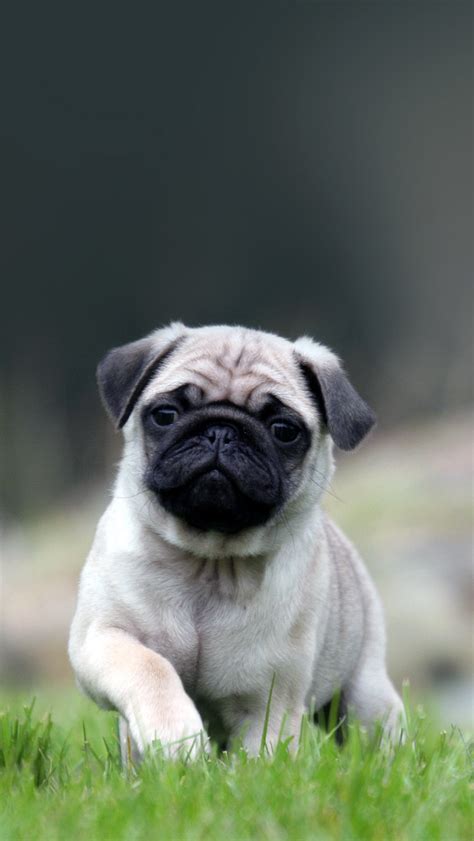 Cute Pug Dog Walking On The Grass Iphone Wallpapers Free Download