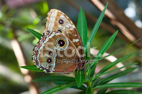 Creature clip owl butterfly metamorphosis in time lapse from caterpillar to butterfly. Owl Butterfly (caligo Eurilochus) Stock Photos ...