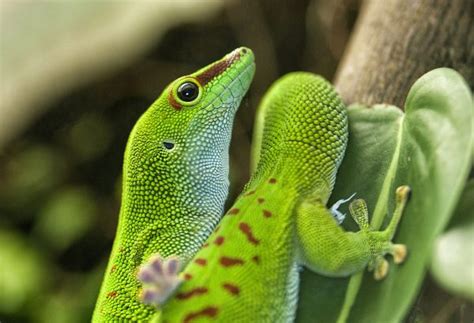 Types Of Geckos Learn About Nature