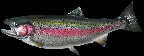 Rainbow trout is not used in any bundles. rainbow trout replica mounts