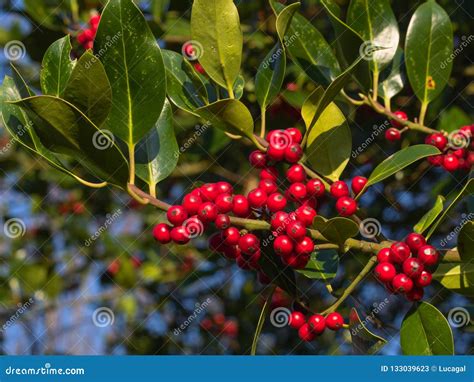 Berries Of The Common Privet Ligustrum Vulgare On Autumn Stock