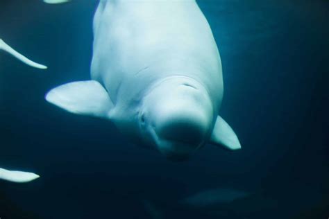 Beluga Whales Pictures