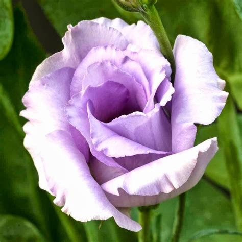 173 best images about flowers lisianthus or eustoma on pinterest confusion pictures of and