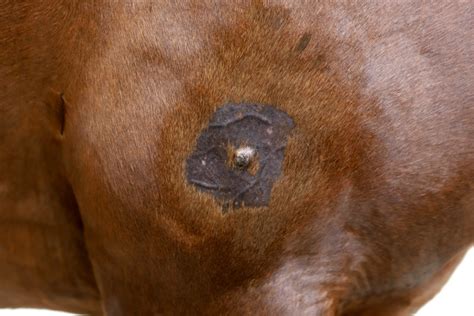 Equine Sarcoids What You Need To Know Equestrian Hub