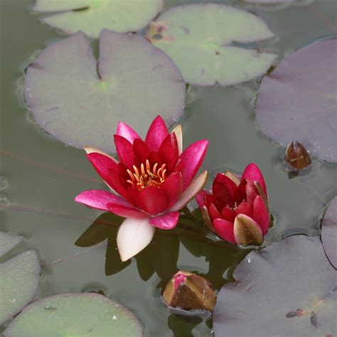 Buy Water Lily Nymphaea Pygmaea Rubra £4999 Delivery By Crocus