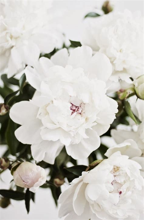 It took about 2 years for them to establish and i have been cutting huge pink double flowers in the summer ever since. Pin by Tanya Rat on f l o w e r s | Flowers, Pretty ...