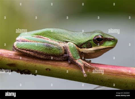Dwarf Tree Frog Resting On Fern Frond Stock Photo Alamy