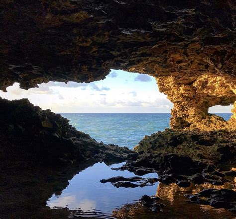 Animal Flower Cave Sightseeing Barbados Picturesque