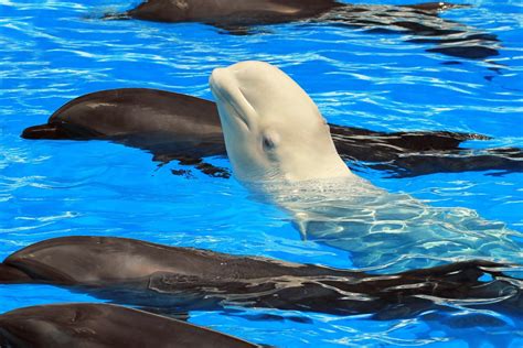 beluga living with dolphins swaps her calls for theirs discover magazine
