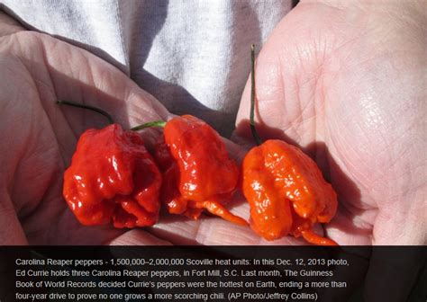NEW World S Hottest Pepper Carolina Reaper Guiness World Record