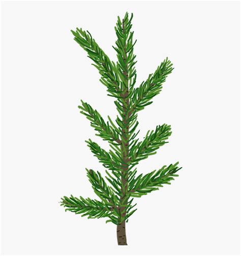 Png Pine Branch Pine Tree Leaf Png Free Transparent Clipart