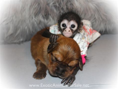 Female Spider Monkey For Sale