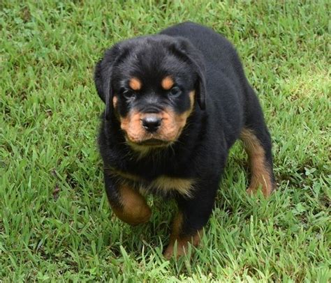 Rottweiler puppy vs dalmatian puppy! Rottweiler Puppies For Sale | Houston, TX #213324