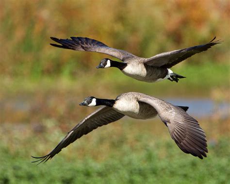 Canada Geese Flying Photograph By Steve Kaye