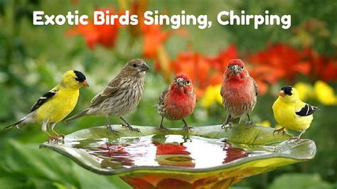 Amazing Jungle Sounds Exotic Birds Singing Relaxing Nature Sounds