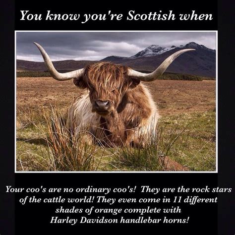 Pin By Britta Mølgaard On All Things Scottish Scottish Scottish Cow Scotland History