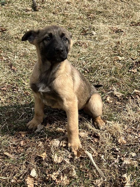 Remy Belgian Malinois Mix Puppy For Sale In Pennsylvania