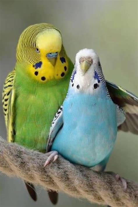 Budgerigar Bird Breed Information Pictures And Characteristics
