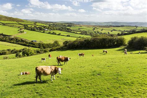 Cattle Grazing On Lush Green Hilly Photograph By Michael Interisano