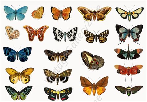 Set Of 2 Vintage Multi Colored Butterflies Prints Set No 116 Antique