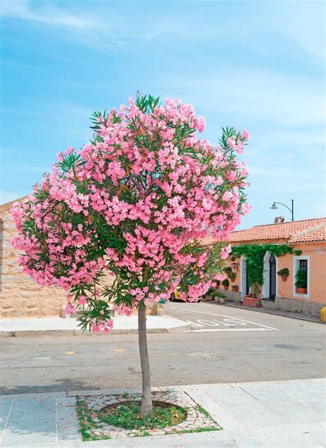Oleander As A Tree