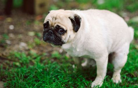 What Your Dogs Poop Can Tell You About Its Health Healthy Dog Poop