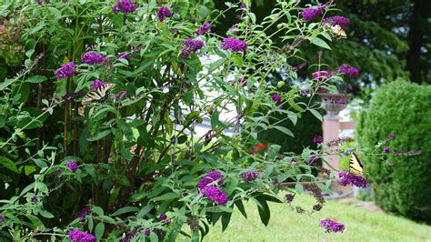 What To Plant With Butterfly Bush Companion