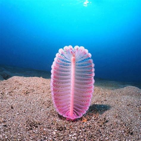 Discover The Stunning Colors Of Sea Pens