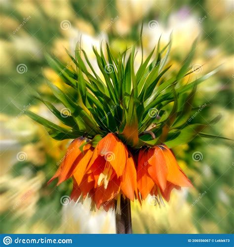 Colourful Orange Crown Imperial Lily With Motion Blur In The