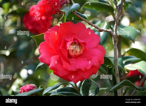 Beautiful Flower Of Camellia Japonica Mathotiana Rubra Stock Photo