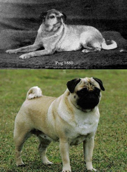 This Is How The Original Pug Looked Like Before The Selective Breeding
