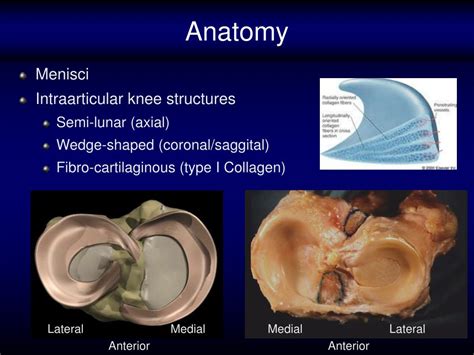 Ppt Anatomy And Biomechanics Of The Meniscus Powerpoint Presentation