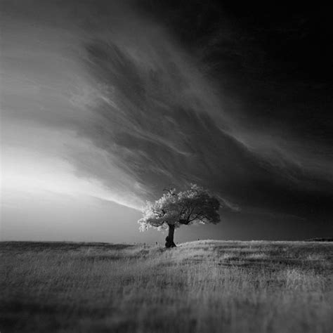 عکس درخت سیاه و سفید لنزک