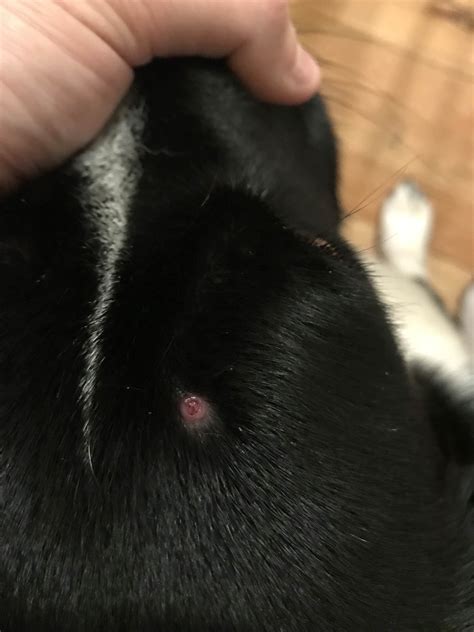 Help Is This Normal After A Tick Little Scarmark On My Dogs Head Dogs