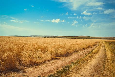 Brown Wheat Field Under White Clouds Blue Sky · Free Stock Photo