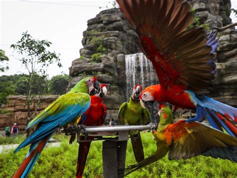 Singapores Bird Paradise Opening May 8 With More Walk Through Aviaries