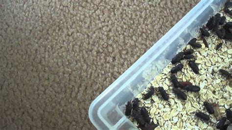 How To Turn Meal Worms Into Beetles Youtube