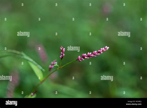 Clusters Of Small Purple Flower Buds On A Green Background Stock Photo