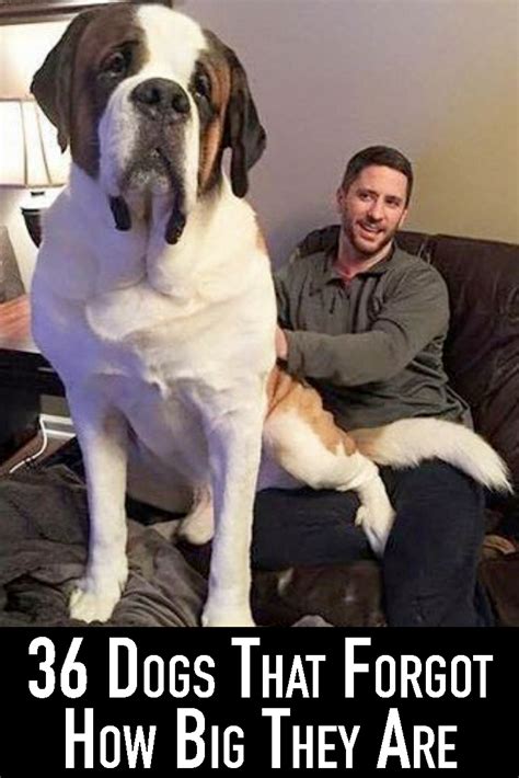 36 Dogs That Forgot How Big They Are Big Dogs Cute Big Dogs Baby