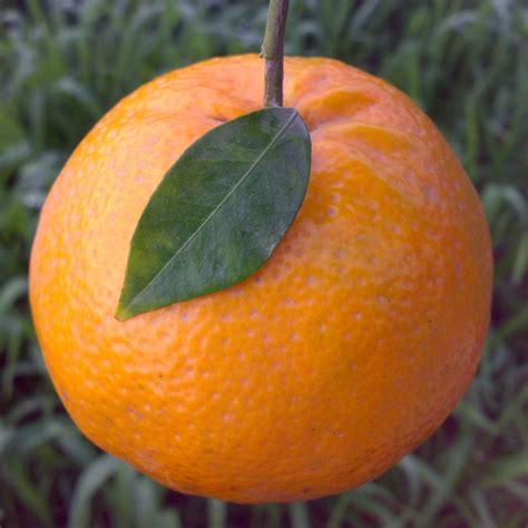 Kinnow Mandarin Oscar Tintori Nurseries Worldwide Citrus Plants