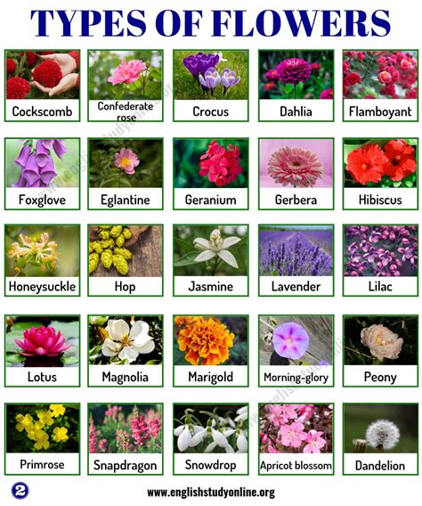 Types Of Flowers List Of 50 Popular Flowers Names In English