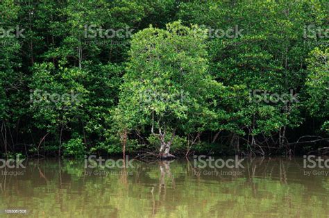 Green Mangle Tree In Thailand Tropical Mangrove Swamp Forest Stock
