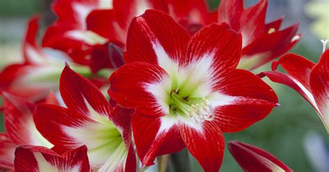 Wer sich an den pflegeplan der amaryllis hält, wird jedes jahr im dezember erneut mit imposanten blüten belohnt. Amaryllis übersommern: So wird's gemacht - Mein schöner Garten