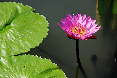 Free Picture Horticulture Flora Leaf Flower Lotus Nature Summer