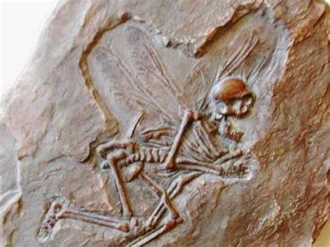 CientÍficoa Encuentran Fosil Humano Volador