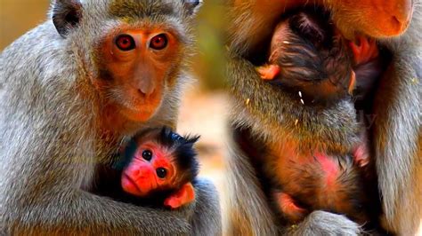 Adorable Baby Monkey Has Mom Carefully First Newly Baby For Youngest