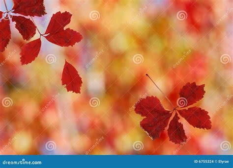 Bright Red Falling Leaves Stock Photo Image Of October 6755324