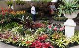 Landscaping Plants Qld Pictures